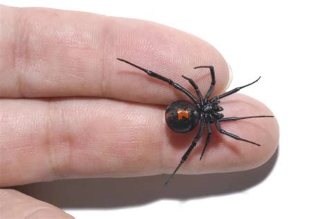 Escaping the Grip of Death: Battling the Venomous Curse of the Black Widow Spider